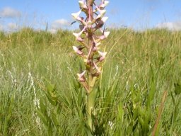 Disa cooperi leaves